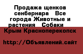 Продажа щенков сенбернара - Все города Животные и растения » Собаки   . Крым,Красноперекопск